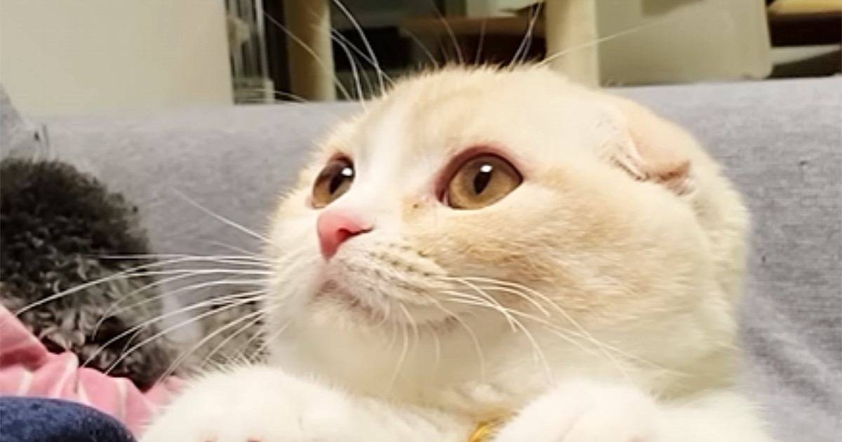 隣に座ってきた猫→丸いおててを脚にのせてきて…尊すぎる『かまってアピール』が120万再生「自分の可愛さをわかってる」「全人類敵わない」