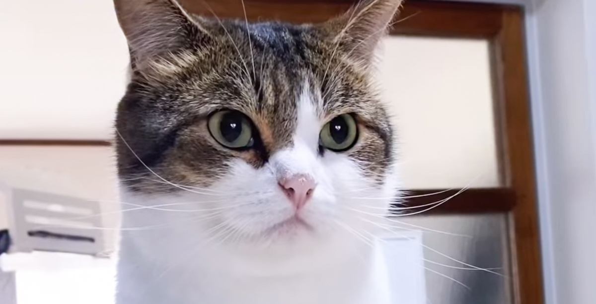 『猫カフェから帰ったら』家にいた愛猫が…普段とは違う『まさかのお出迎え』が114万再生「浮気するとバレるねw」「すんっごいw」