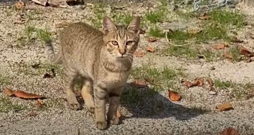 『公園で暮らす子猫』に毎日会いに行った結果…始まりの日から"2年間の軌跡"が15万7000再生を突破「涙なしには見られない」の声