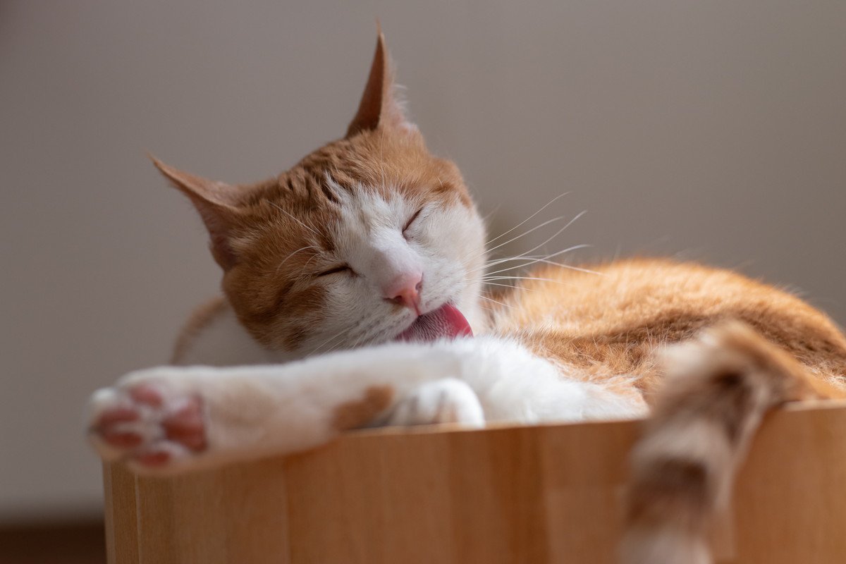 猫が『人に撫でられた場所』を舐める理由3つ　実は嫌がっているとは限らないかも？