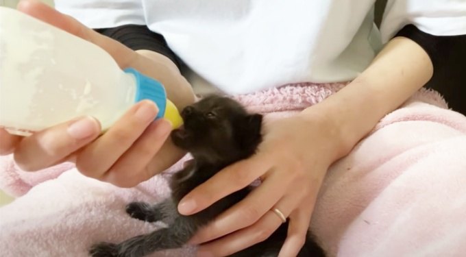 離れ離れになった母猫と子猫…衰弱する子猫たちの行く末は？