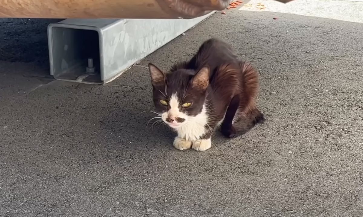 背骨が突き出て『ガリガリにやせ細った猫』との出会いから２年…当時が嘘のような光景に涙する人続出「本当にありがとう」「もう涙が…」の声