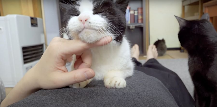 飼い主さんの上に乗りたい猫ちゃんたち♡