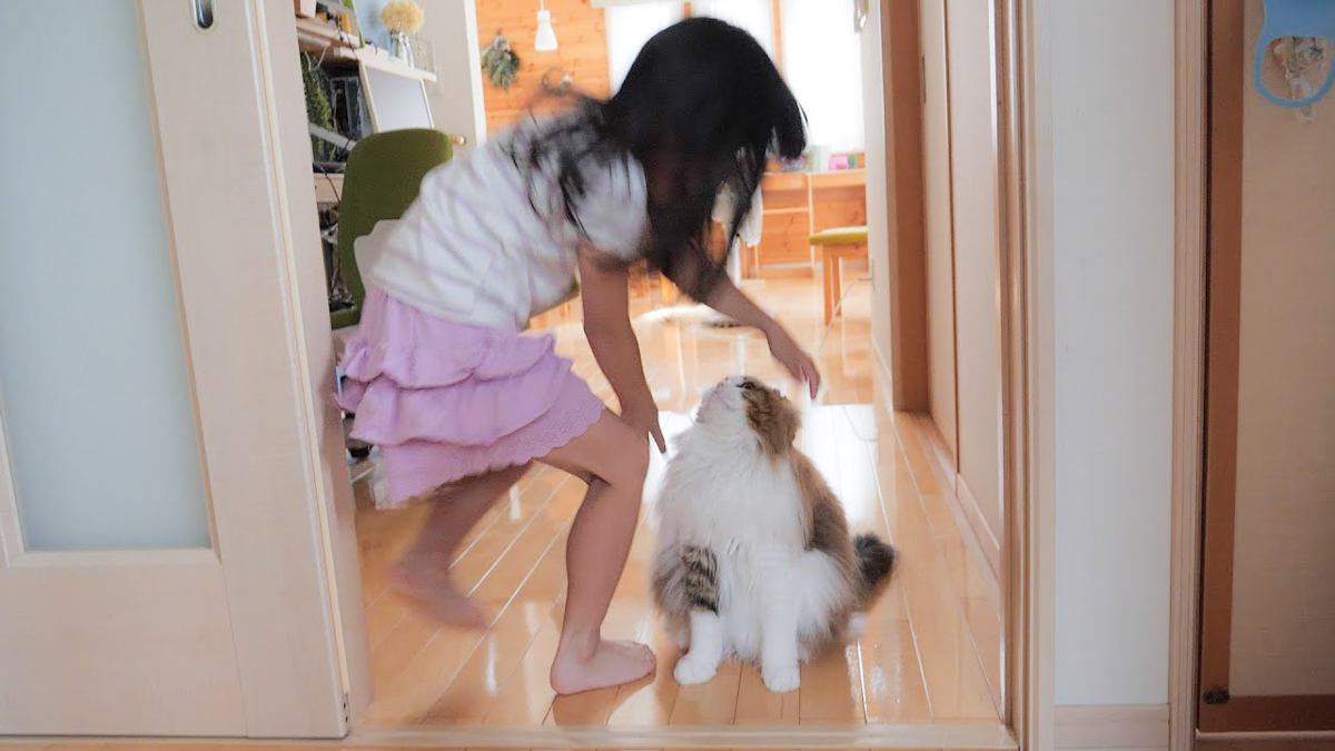 猫が『子供たちとの再会』で飛びつかれたら…まさかの姿が可愛すぎると32万4000再生「ぬいぐるみｗ」「理想の家族」の声