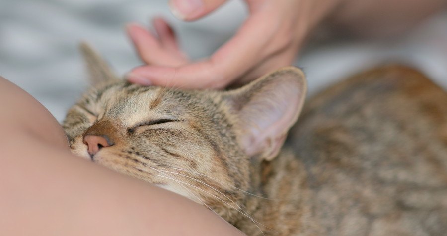 猫が飼い主に「あごのせ」する理由5つ