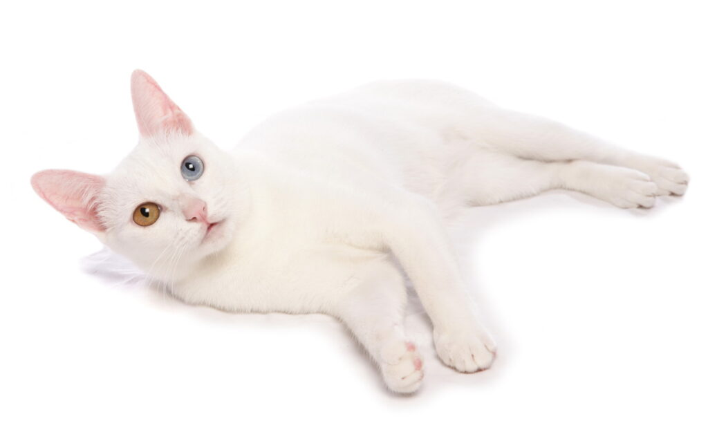 【獣医師監修】カオマニーは飼いやすい？猫種の性格や飼う前の注意点・価格相場まで徹底解説