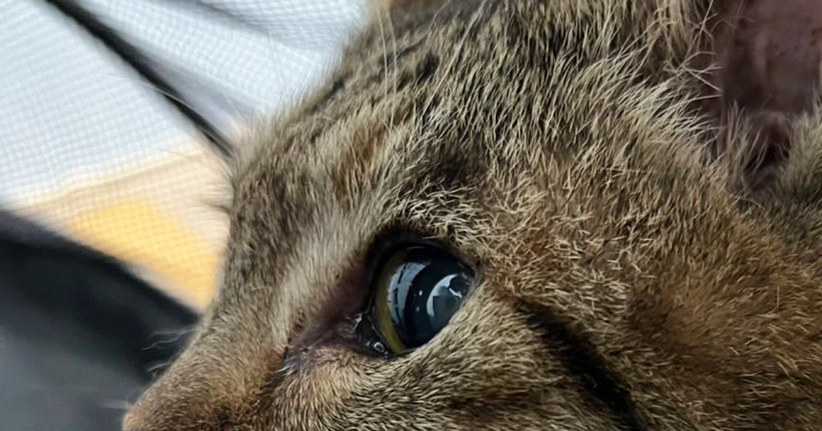 『めっちゃ特徴的な顔、絶対に人気出る』と言われた猫→SNSに投稿してみたら…「ハンサムすぎる」「加工しているのかと思ったｗ」と大反響