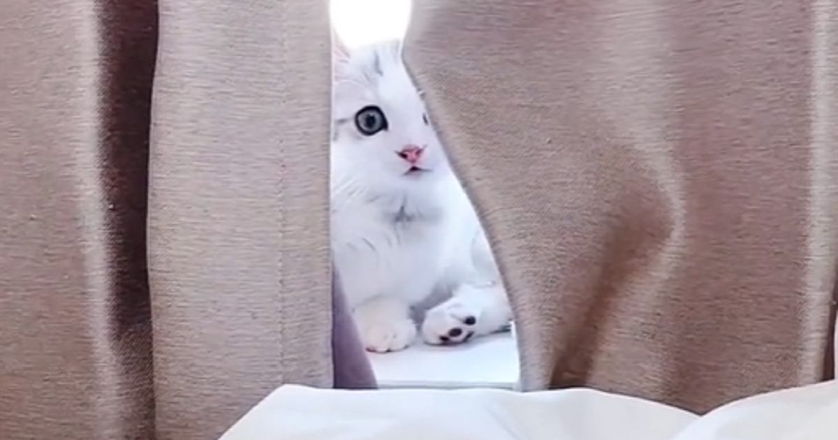 『生後２か月の子猫でも人間の言葉を理解できる？』検証してみた結果が……"尊すぎる反応"に「可愛いいぃぃぃ」「たまらん」と13万再生の反響