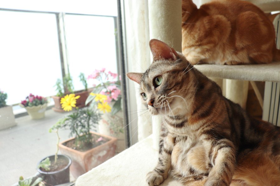 病気の可能性も！？猫が『首をかしげている』ときの理由5つ