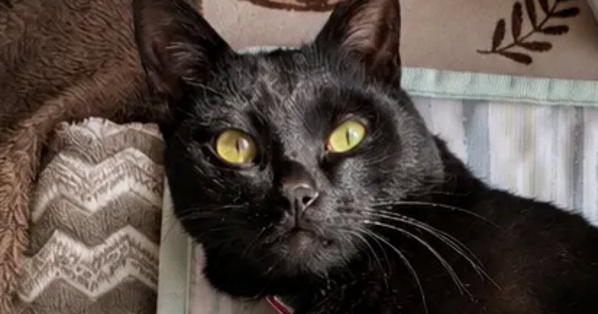 AIで『猫にヨガパンツを履かせるやつ』に挑戦したら、黒猫が…思っていたのと違う『まさかの光景』に「下半身見た瞬間吹いたｗ」「やだｗ」