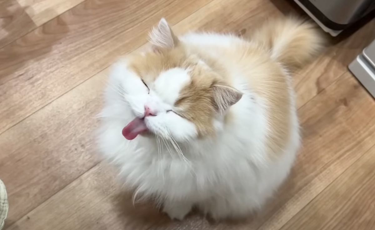 昼食の準備をしていたら、猫がやって来て…何度も『あっかんべー』しちゃう姿が可愛すぎると４万再生「キュンとした」「いつまでも見れる」