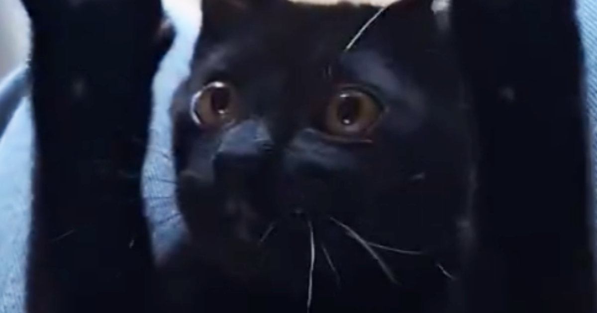 子猫の頃の遊びを『大きくなった猫』に試してみたら…ずっと見ていたくなる光景に14万いいね「可愛すぎて泣ける」「寿命伸びた」と悶絶の声