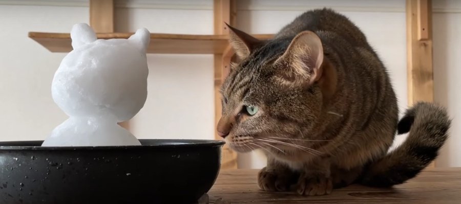 猫ちゃん達と雪遊び！果たして反応は…？