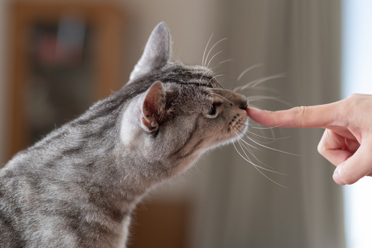 猫の『好きな香り・嫌いな香り』5選とその理由　飼い主さんが気をつけるべき香りにまつわる注意点