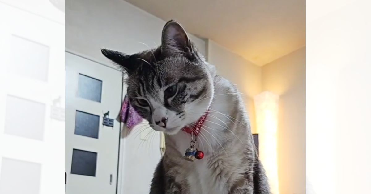 初めてポップコーンを見た猫ちゃんが…あまりにも可愛すぎる『仕草』に笑顔になる人が続出「めっちゃ曲がってるｗ」「首取れそうで笑った」