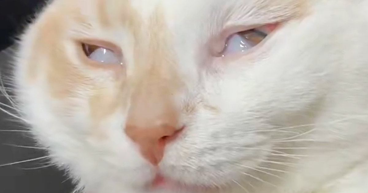 『白目をむいて爆睡する猫』を撮影していたら…カメラが捉えた『驚きの瞬間』に8万いいね「わぁ！すごい」「何度も見返してしまった」