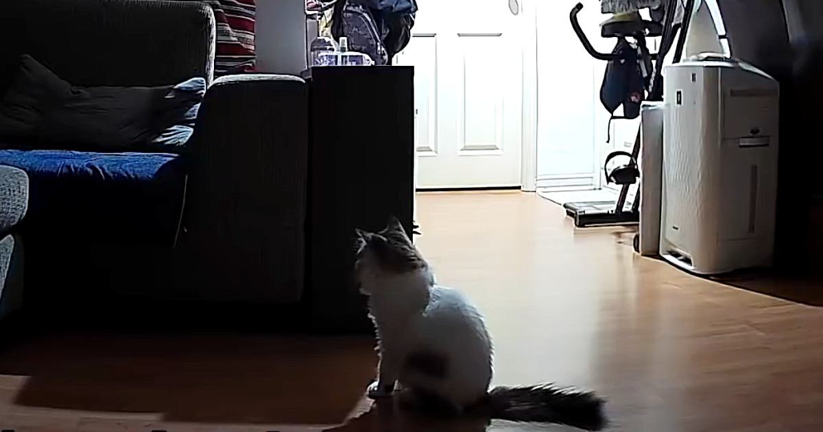 飼い主さんが起きる時間になると、"子猫"が…カメラが捉えた"胸を打つ光景"が11万再生「目頭が熱くなった」「健気でうるうるきた」