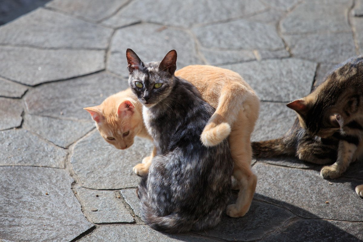 猫界で『モテモテになる猫』の特徴4選　イケニャン、性格良し…猫の世界ではどんな子が人気？