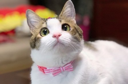 猫にもパーソナルカラーがある！？愛猫に似合う色の選び方 