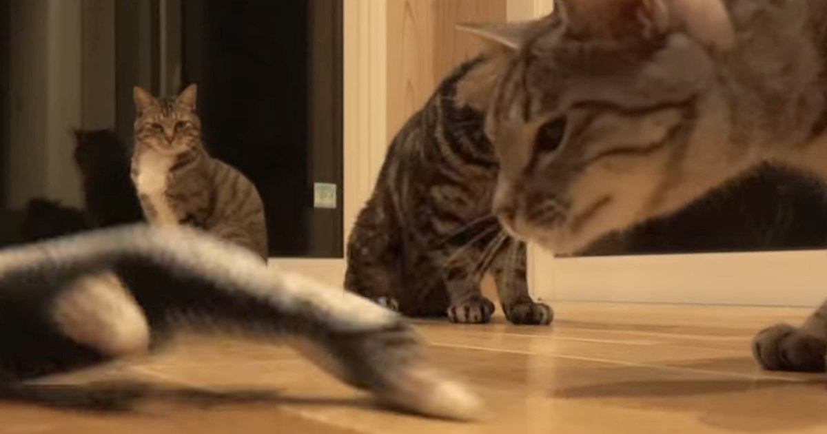 猫たちに『動く魚のおもちゃ』をあげた結果…様々な反応を見せる『微笑ましい様子』が26万再生「みんなの反応が可愛すぎる」「ゴキゲンだね」