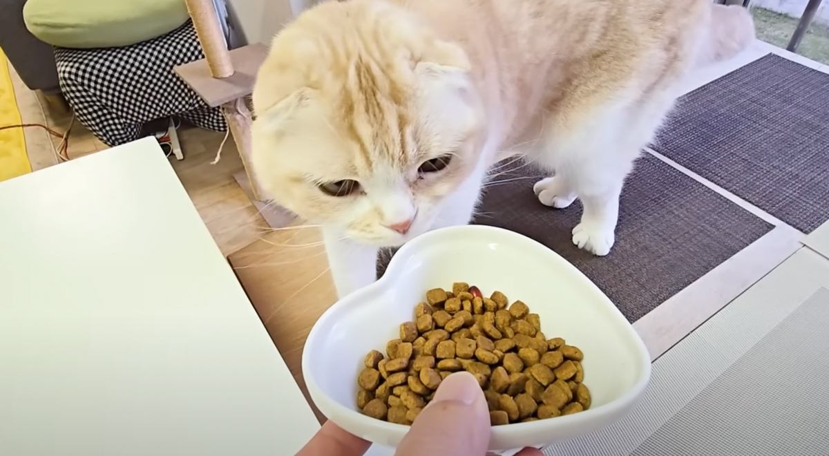 全くごはんを食べなくなってしまった猫→不安になり急いで病院に向かった結果……思わず驚いた『予想外の診察結果』が！21万再生の反響