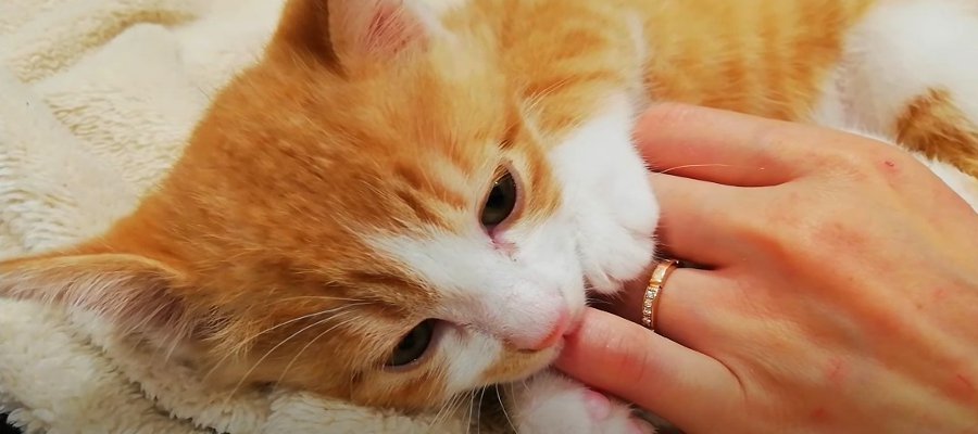 『やっぱりこれがなきゃ！』寝る前に飼い主さんの指に吸い付く猫ちゃんがたまらない♡