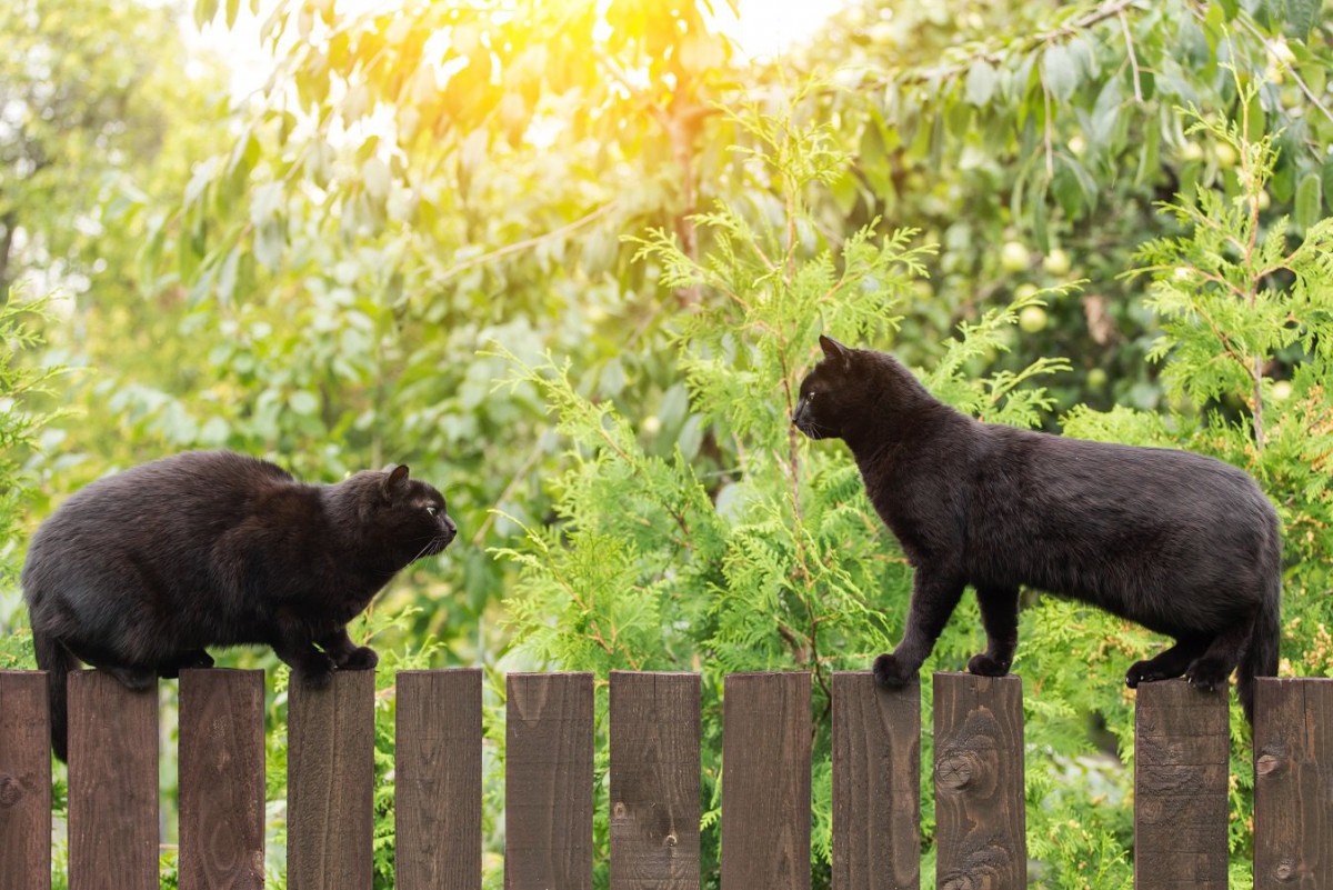 猫が自分よりも強いと思っている相手にする仕草３つ