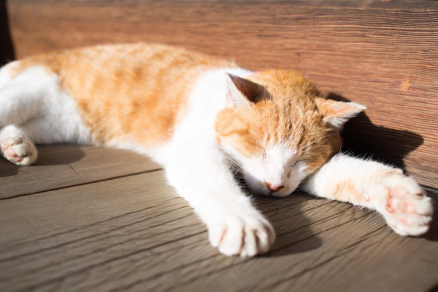 猫が日向ぼっこをする２つの理由と注意点