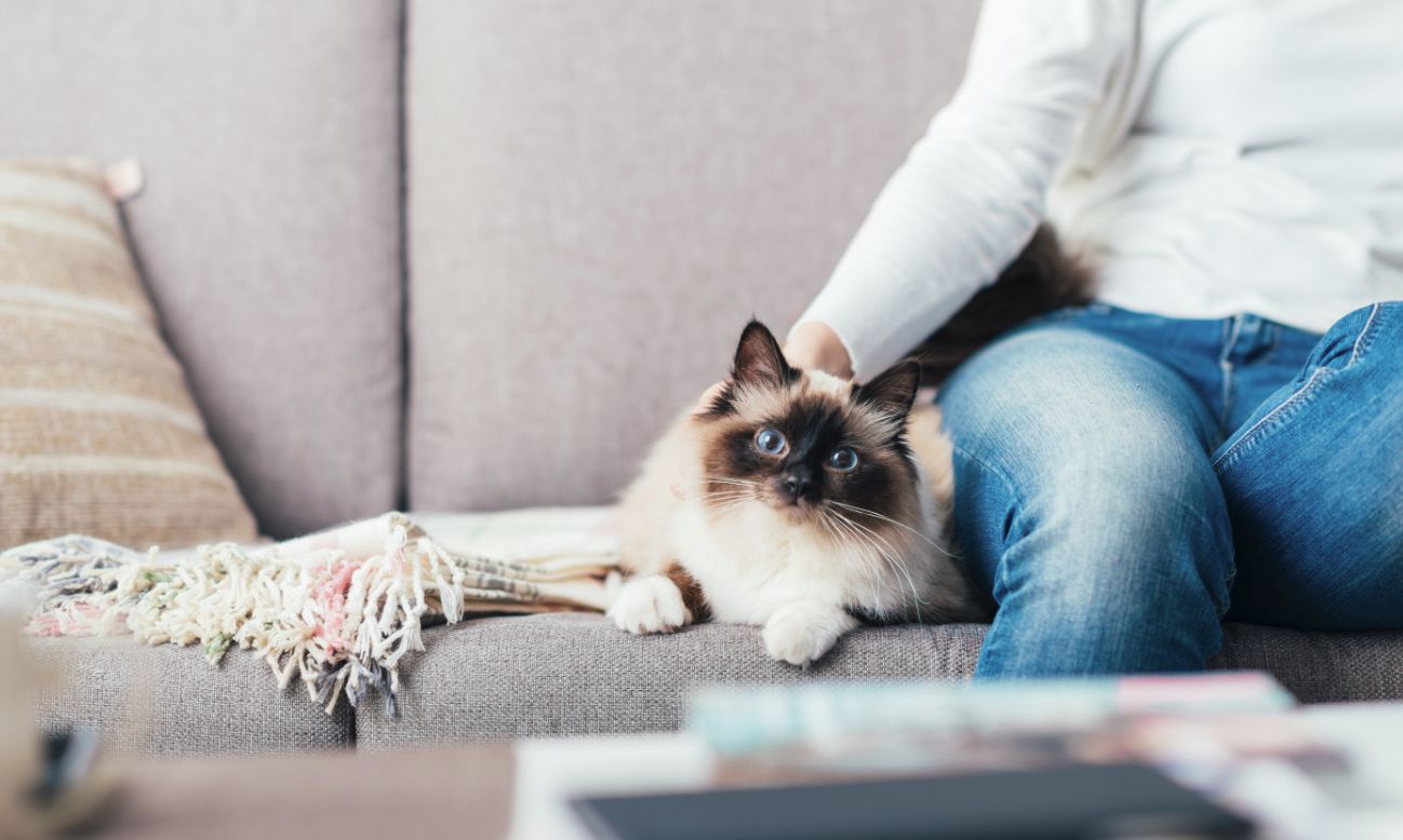 一人暮らしでも猫は飼える！初期費用や飼育の方法、注意点など