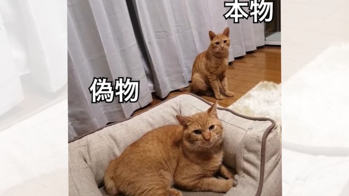 脱走した猫を連れて帰ったはずが…まさかの『そっくりさん』だった展開が衝撃的すぎると147万再生「前からずっと居ました感がｗ」