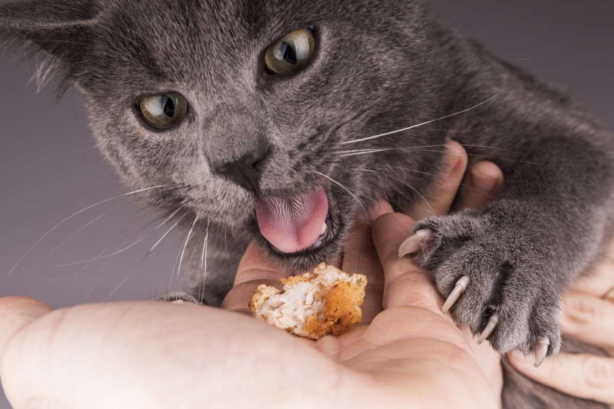 猫が『引っ掻きたくなる人』の共通点3つ