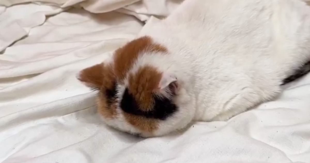 大嫌いな『動物病院に連れていかれた猫』が…まさかの行動が可愛すぎると12万いいねの大反響「全身でｗｗ」「めっちゃふてくされてるｗ」
