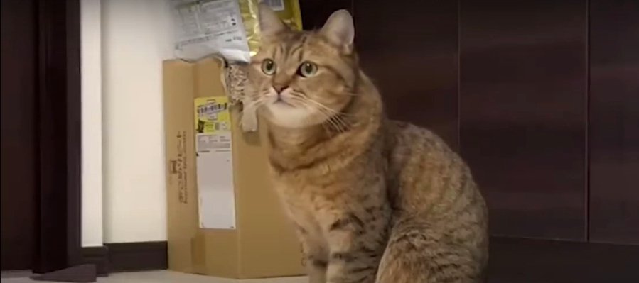 こっそりごはん？猫ちゃんのお留守番♪