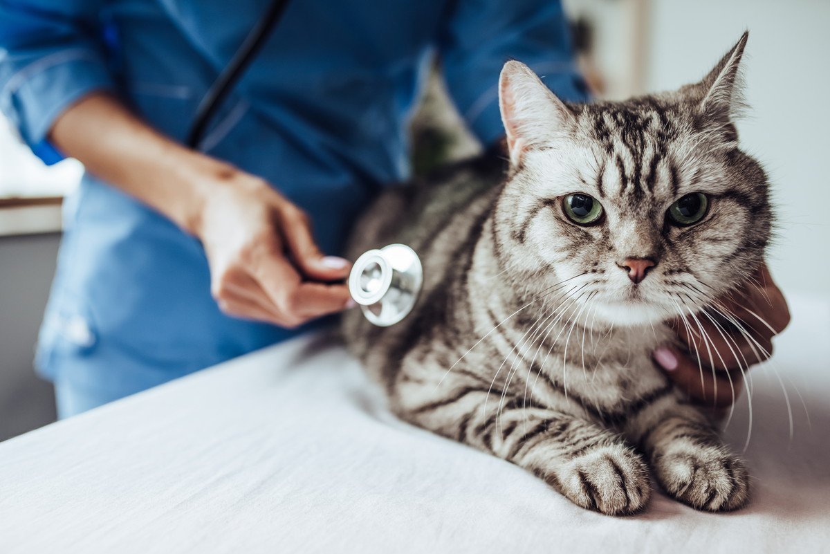 猫の『避妊手術』が必要な理由3つ　手術の流れや大切な術後のケア方法も