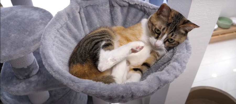 猫ちゃんがドハマりしているとある遊びとは？