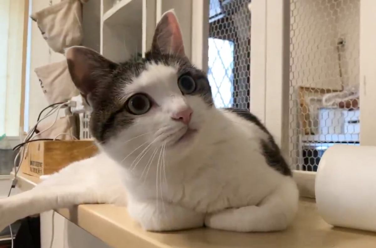 くつろいでいた猫→『大好きな娘』が下りてくると…思わず声がでる光景に2万8000いいね「もの凄い気になってるｗ」「落ちる落ちる」