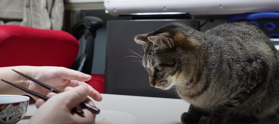 『パパ何食べてるの？』お肉が気になる食いしん坊猫ちゃん♡