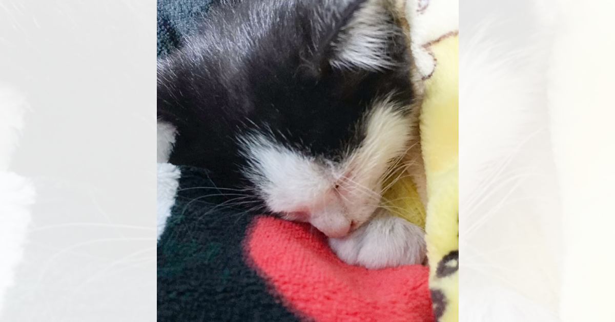 カラス3羽に襲われ『池に逃げ込んだ子猫』を保護→お世話して数日が経つと…涙あふれる"変化の様子"が9万再生「本当に奇跡」「幸せになってね」