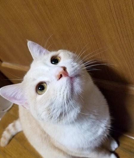 猫が飼い主に喋りかけてくる時の心理4選