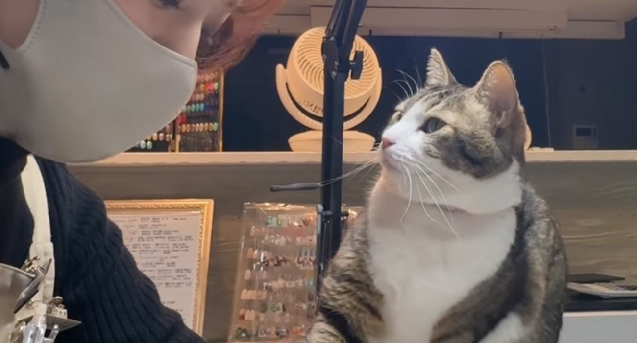 仕事中の飼い主さんに構ってほしい猫…悶絶する人続出の『可愛すぎるアピール』が1074万再生「仕草が最高に可愛い」「俺だったら耐えれん」
