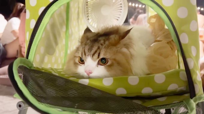 東南アジアのタイで暮らす猫ちゃん。飼い主さんとパタヤ旅行へ！　目新しいホテルやレストランをエンジョイ♪