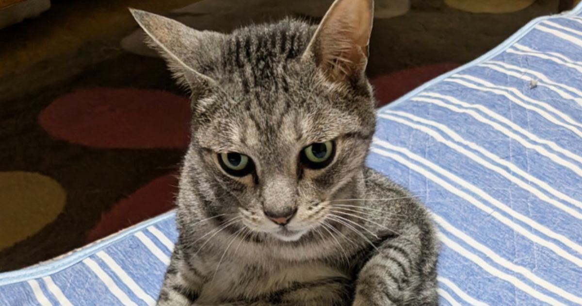 猫らしからぬ姿勢で座っていたネコ→『左前足』を見てみると…今にも何か出しそうな『まさかの光景』に3万いいね「ど、ドラえ…ｗ」「秘密道具？」