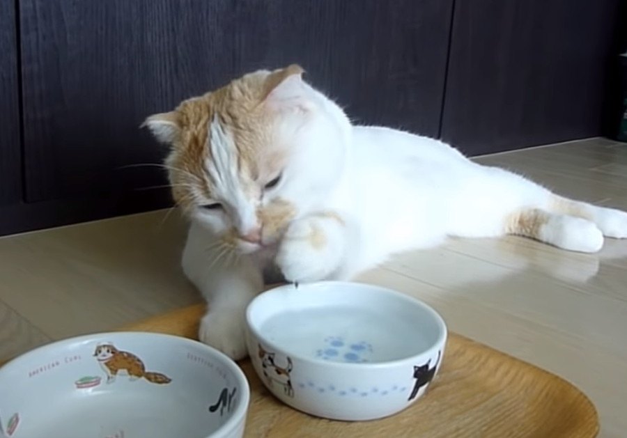 その姿勢で水を飲むの？だらだらする猫さん！