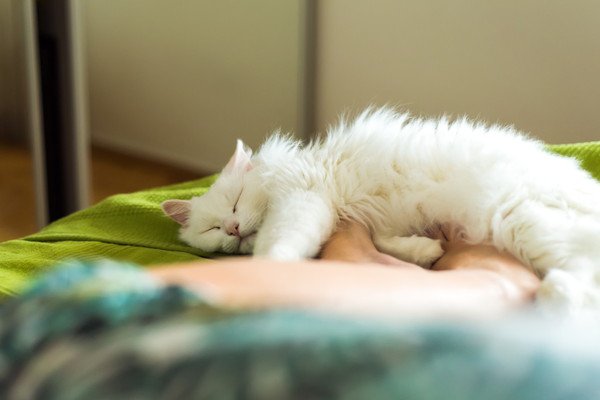 猫は飼い主と一緒に眠る事を『幸せ』と感じてる？