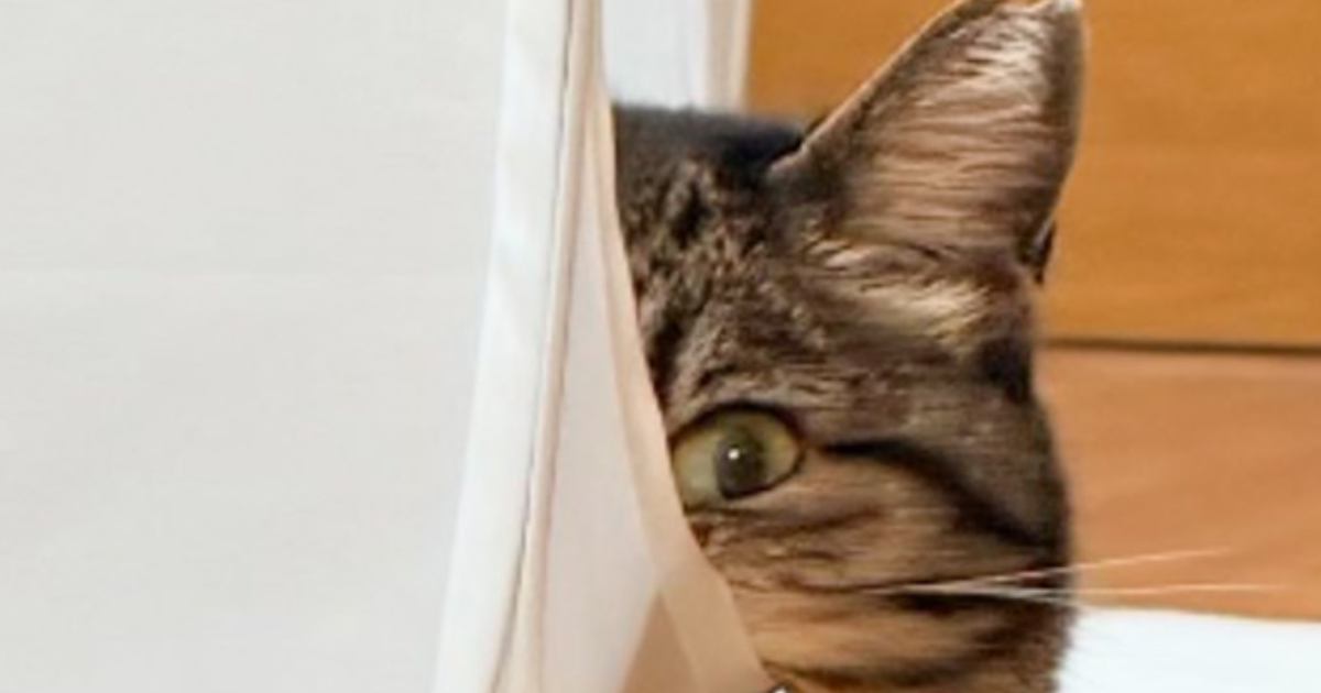 まったりしている猫の『ほっぺ』を見てみたら…思わず触りたくなる『まさかの光景』が61万表示「吸いたい」「本当に落ちそうで可愛い」