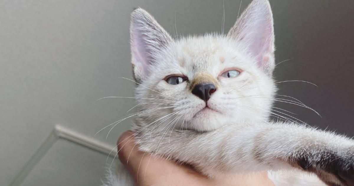飼い主さんに抱っこされる小さな子猫→『成長後の様子』を見てみると…赤ちゃんのように尊すぎる姿が75万表示「ずっと赤ちゃんだよね」「可愛い」