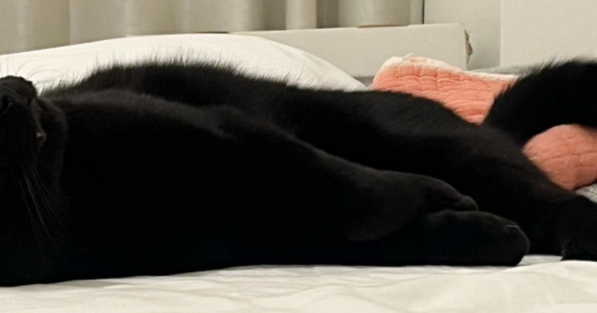 『電池切れ』してしまった…？ベッドにいる黒猫を見たら→絶妙すぎる『表情』に爆笑の声「疲れたみたいｗｗ」「スゴイ顔ｗ」と3万いいねの反響