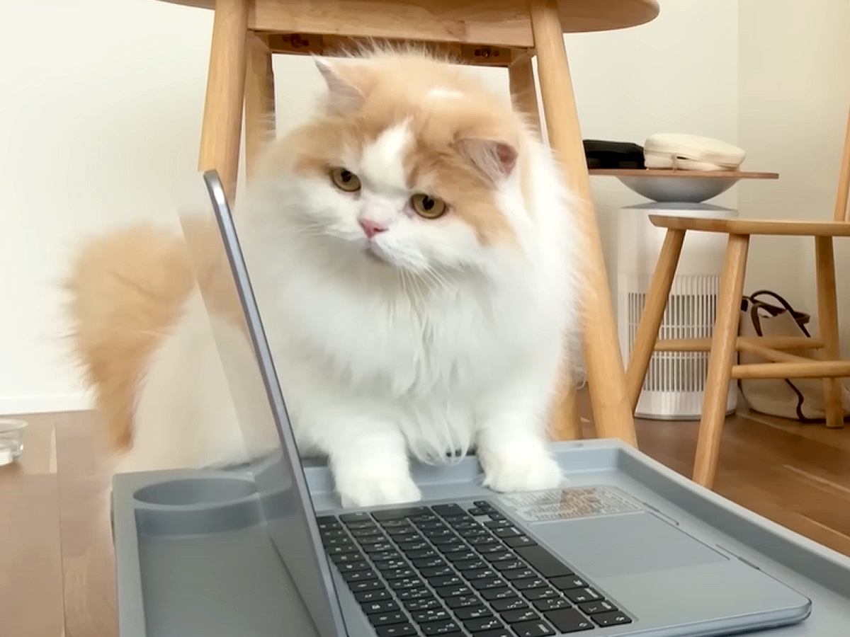 リモート会議に参加した猫→名前を呼ばれると……思いがけない行動が可愛すぎると反響続々「絶対集中できないｗ」「みんな幸せになりそうｗ」