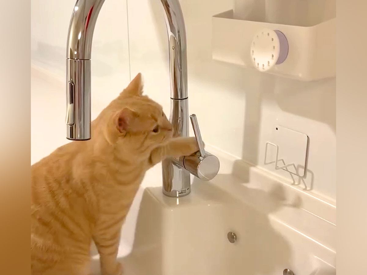 水道の蛇口を見つめる猫→次の瞬間、取っ手に噛みついて…とっても器用な『イタズラの光景』に「止めてーｗｗ」「凄いｗ」と笑ってしまう人が続出