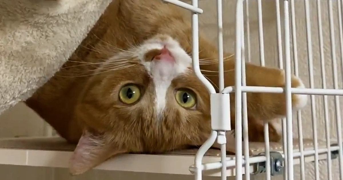 ハンモックの使い方が『個性的すぎるネコ』…とんでもない体勢に「なんて格好してるのｗ」「ヨガにでもハマったのかなｗ」と爆笑の声続出